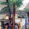 Palmboom huren Ter Aar - Nieuwkoop
