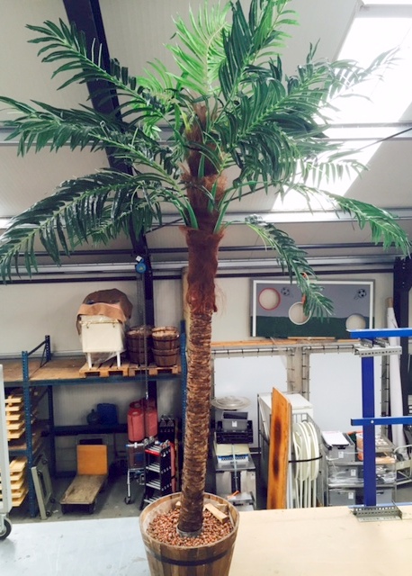 Palmboom huren Ter Aar - Nieuwkoop